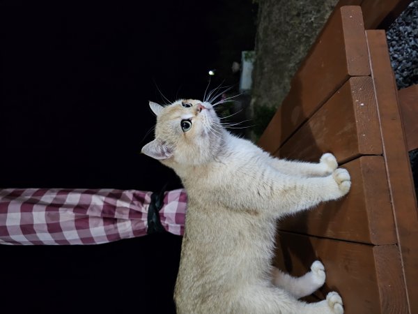 고양이를 찾습니다 고양이실종신고,보호,목격신고 : 동물보호센터