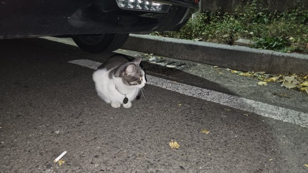 고양이를 찾습니다 고양이실종신고,보호,목격신고 : 동물보호센터