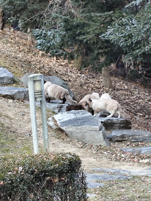 고양이를 찾습니다 고양이실종신고,보호,목격신고 : 동물보호센터