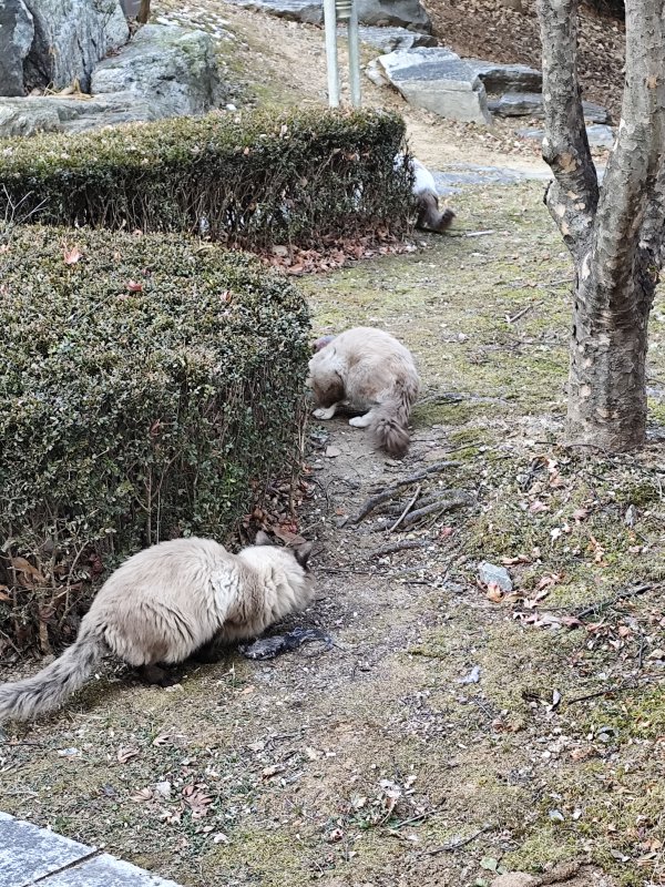 고양이를 찾습니다 고양이실종신고,보호,목격신고 : 동물보호센터