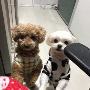 강아지를 찾습니다 푸들/미니어처푸들 광주광역시 남구