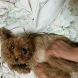 강아지를 찾습니다 푸들/토이푸들 서울특별시 광진구