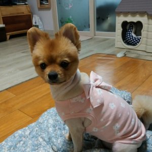 강아지를 찾습니다 포메라니언 대전광역시 서구