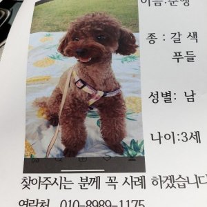 강아지를 찾습니다 푸들/토이푸들 대전광역시 서구