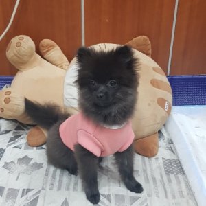 강아지를 찾습니다 포메라니언 광주광역시 광산구