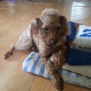 강아지를 찾습니다 푸들/토이푸들 대전광역시 중구