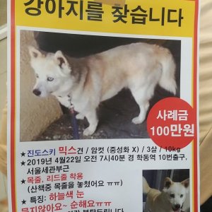 강아지를 찾습니다 믹스견 서울특별시 강남구