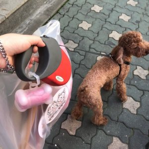 강아지를 찾습니다 푸들/미니어처푸들 서울특별시 동대문구