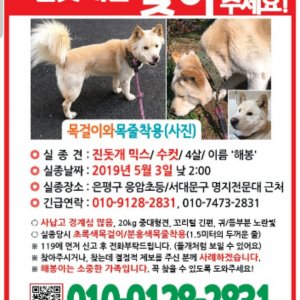 강아지 실종 진돗개 서울특별시 은평구