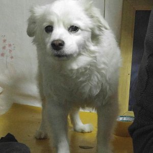 강아지를 찾습니다 믹스견 서울특별시 광진구