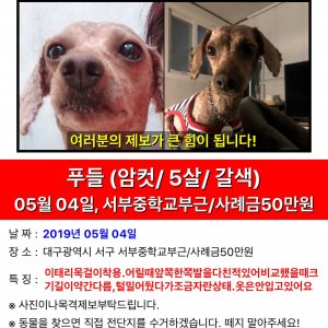 강아지를 찾습니다 푸들/토이푸들 대구광역시 서구
