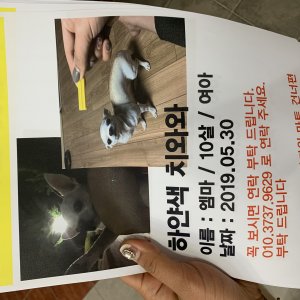 강아지를 찾습니다 치와와 광주광역시 북구