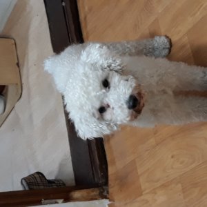 강아지를 찾습니다 푸들/미디엄푸들 서울특별시 동대문구