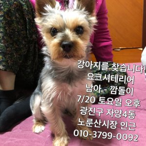 강아지를 찾습니다 요크셔테리어 서울특별시 광진구