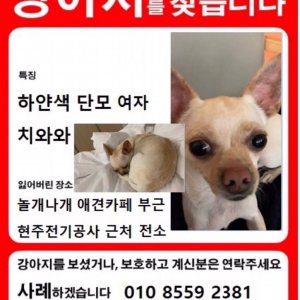 강아지를 찾습니다 치와와 인천광역시 중구