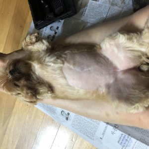 강아지를 찾습니다 요크셔테리어 부산광역시 남구