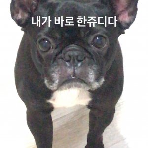 강아지를 찾습니다 프랜치불독 인천광역시 연수구