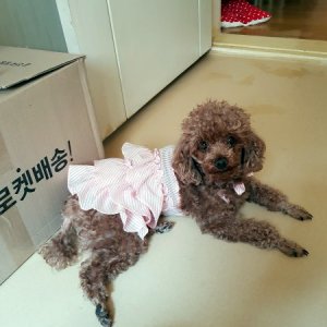 강아지를 찾습니다 푸들/토이푸들 서울특별시 송파구