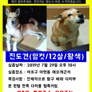 강아지를 찾습니다 진돗개 서울특별시 마포구