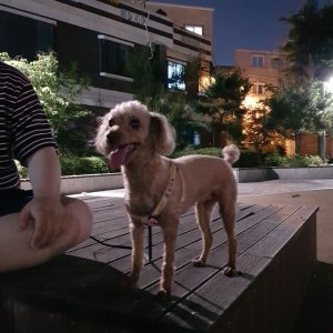 강아지를 찾습니다 푸들/토이푸들 대전광역시 동구