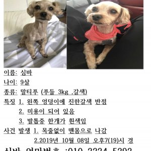 강아지를 찾습니다 푸들/토이푸들 경기도 성남시 수정구