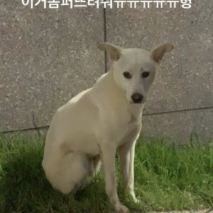 강아지 목격 진돗개 서울특별시 관악구