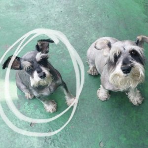 강아지를 찾습니다 슈나우저/미니어처슈나우저 인천광역시 중구