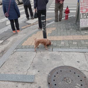강아지 주인을 찾습니다 푸들/토이푸들 서울특별시 광진구