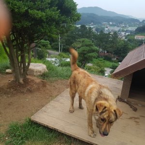 강아지 실종 믹스견 경기도 양평군