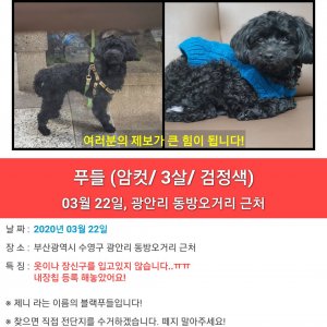 강아지를 찾습니다 푸들/미니어처푸들 부산광역시 수영구