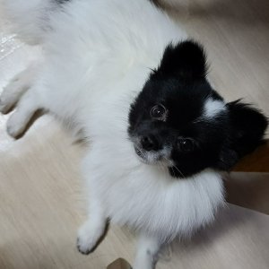 강아지를 찾습니다 포메라니언 인천광역시 부평구