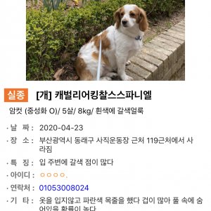 강아지를 찾습니다 캐벌리어킹찰스스패니얼 부산광역시 동래구