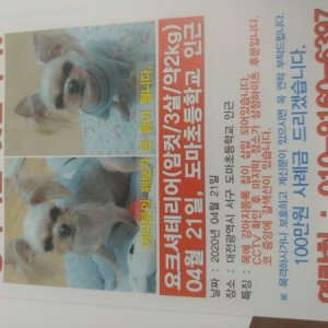 강아지를 찾습니다 요크셔테리어 대전광역시 서구