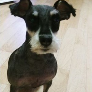 강아지를 찾습니다 슈나우저/미니어처슈나우저 서울특별시 성북구