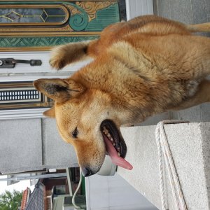 강아지를 찾습니다 풍산개 서울특별시 성북구