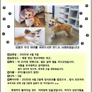 강아지를 찾습니다 웰시코기펨브로크 서울특별시 양천구