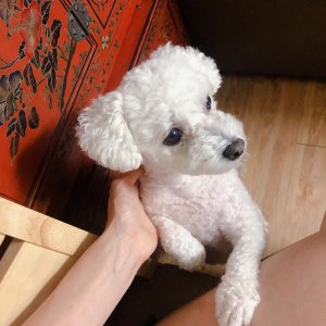 강아지 실종 비숑프리제 서울특별시 서초구