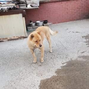 강아지를 찾습니다 진돗개 인천광역시 서구