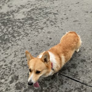 강아지를 찾습니다 웰시코기펨브로크 대전광역시 유성구