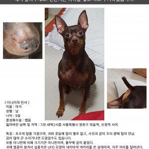 강아지 실종 미니어쳐핀셔 서울특별시 양천구