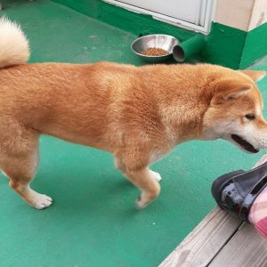 강아지를 찾습니다 시바 부산광역시 사하구