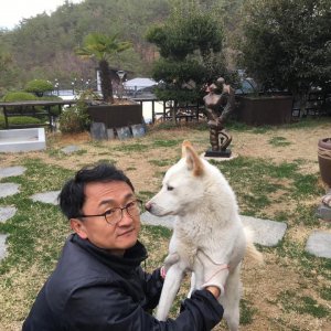 강아지를 찾습니다 진돗개 부산광역시 기장군