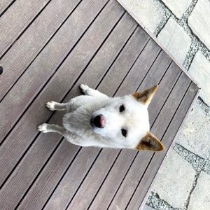 강아지를 찾습니다 진돗개 부산광역시 기장군
