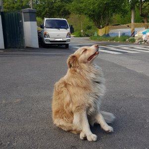 강아지를 찾습니다 보더콜리 대전광역시 동구