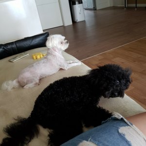 강아지를 찾습니다 푸들/미니어처푸들 대전광역시 서구