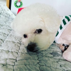 강아지 실종 비숑프리제 경기도 광명시