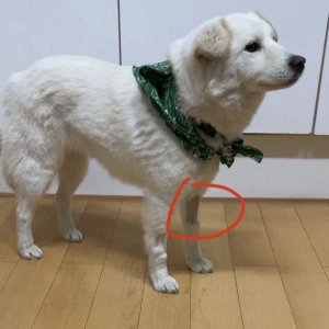 강아지 실종 믹스견 서울특별시 마포구
