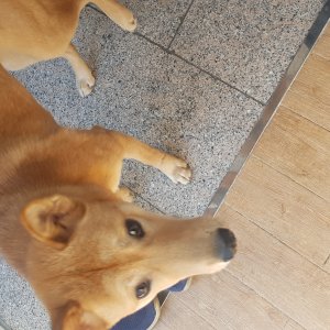 강아지를 찾습니다 진돗개 서울특별시 광진구