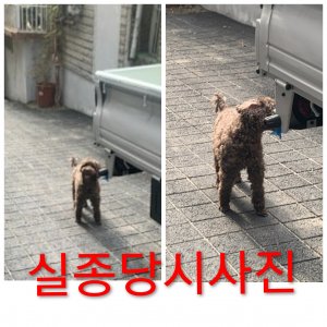 강아지를 찾습니다 푸들/미니어처푸들 경기도 성남시 수정구