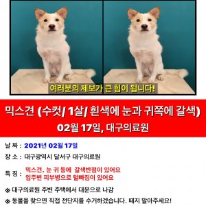 강아지 실종 믹스견 대구광역시 서구
